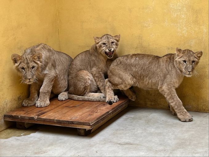 Löwenjunge Ukraine Zoo