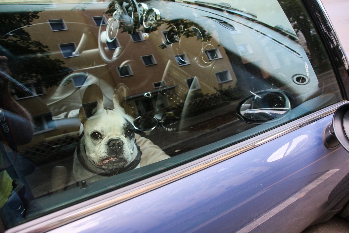 Eine Frau aus dem Kanton Zürich liess ihren Hund bei 30 Grad Aussentemperatur im Auto zurück. (Symbolbild)
