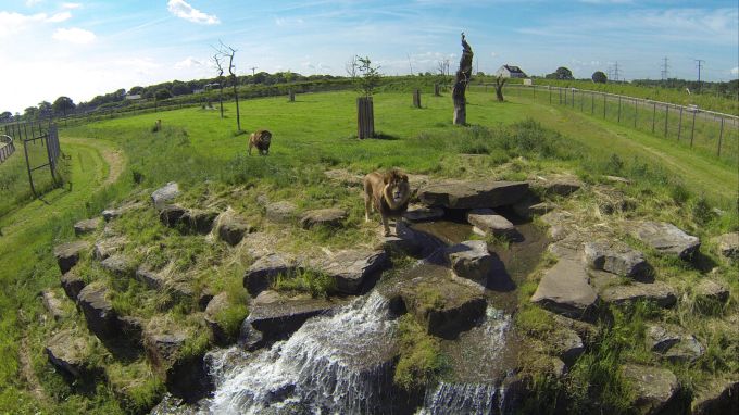 Yorkshire Wildlife Park Löwen