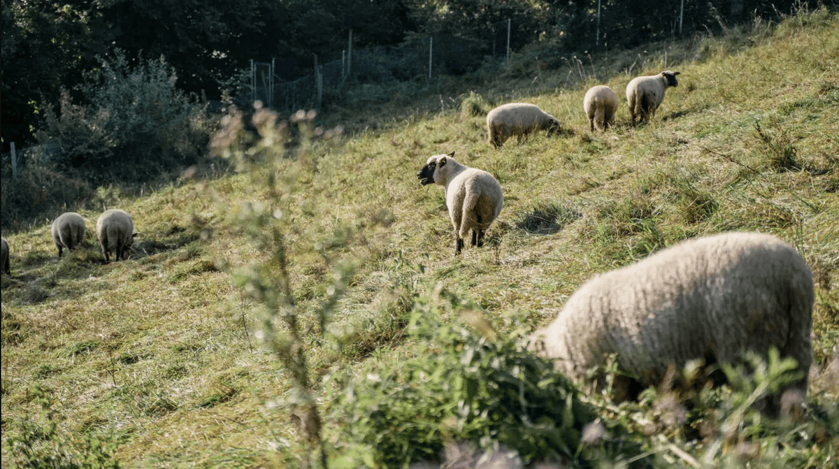 Die grasenden Schafe sollten die Obstanlage pflegen und sie mit ihren Hinterlassenschaften düngen. 