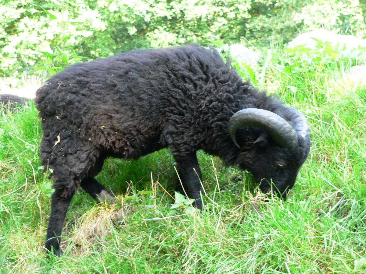 Das Ouessant-Schaf ist die kleinste Schafrasse Europas. (Symbolbild)