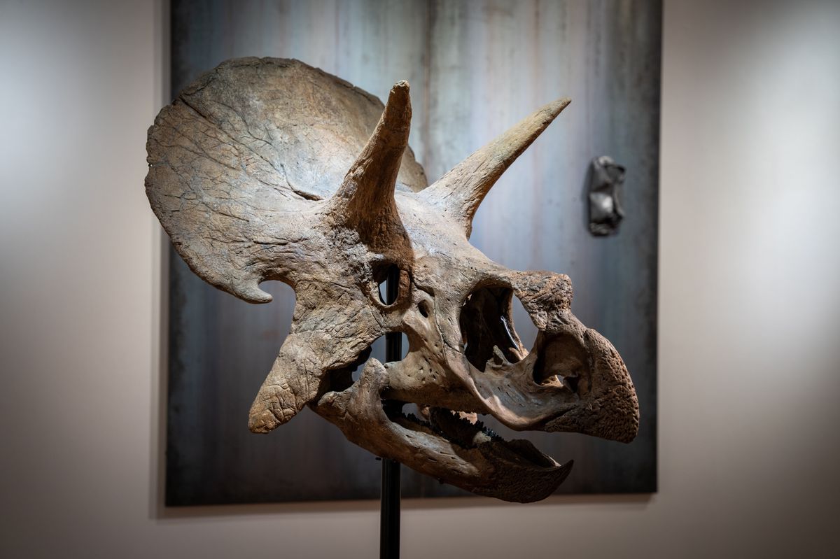 Am 4. Dezember versteigert das Auktionshaus Koller in Zürich den Triceratops-Schädel «Callisto».