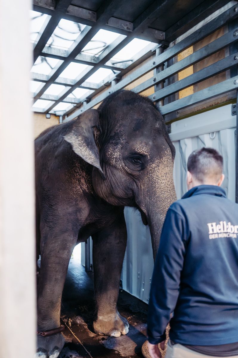 Die Elefantenkuh wurde aus dem Münchner Tierpark Hellabrunn nach Zürich transportiert. 