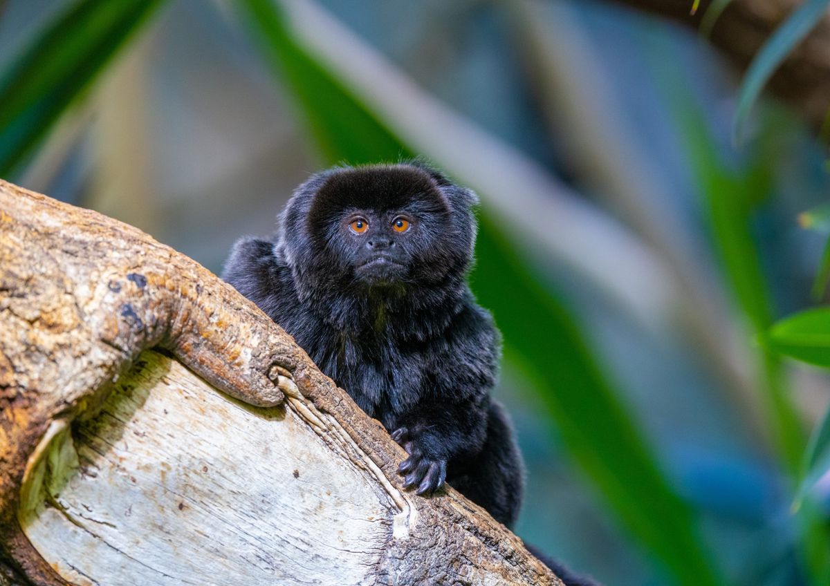 Neben Vögeln sollen auch Säugetiere wie die Springtamarin Affen einen Platz in dem neuen Gebiet finden.