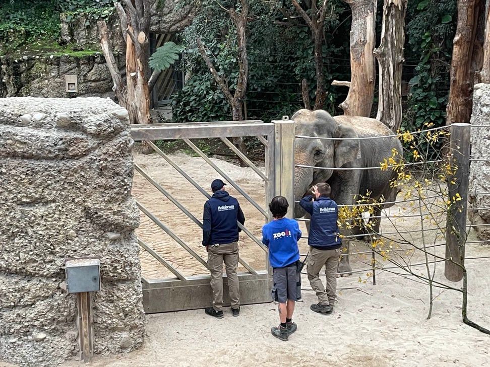 Nach 28 Jahren wird das Elefantenweibchen Panang an ihrem Geburtsort mit ihrer Mutter und Schwester wiedervereint. 