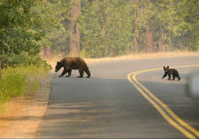 Bären in Kalifornien