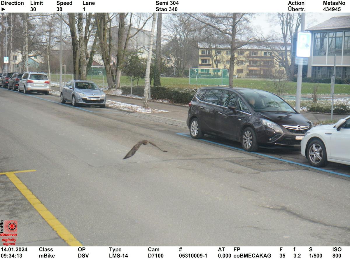 Der Raubvogel flog in der Herzogenmühlestrasse ganze 8 km/h zu schnell.