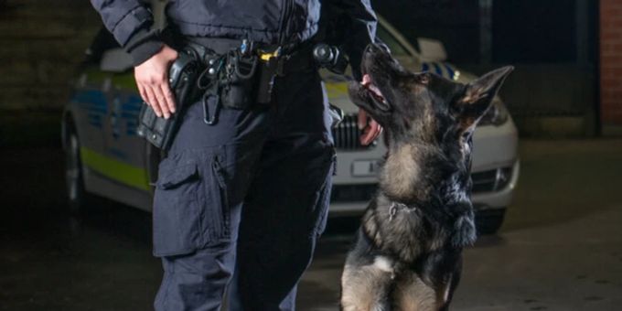 Rieden AG - Diensthund «Eyk» spürt zwei mutmassliche Diebe auf