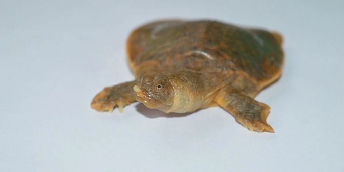 Die Cantors Riesen-Weichschildkröte ist unter anderem infolge der Zerstörung ihres Lebensraums als «vom Aussterben bedroht» auf der Roten Liste bedrohter Arten der Weltnaturschutzunion (IUCN) eingestuft.