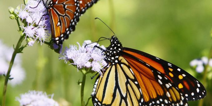 Jedes Jahr im Oktober ziehen die orange-schwarzen Schmetterlinge aus Kana und den USA bis in den Westen Mexikos. Einige Monate später fliegen sie in die andere Richtung wieder zurück - rund 4000 Kilometer weit. (Archivbild)