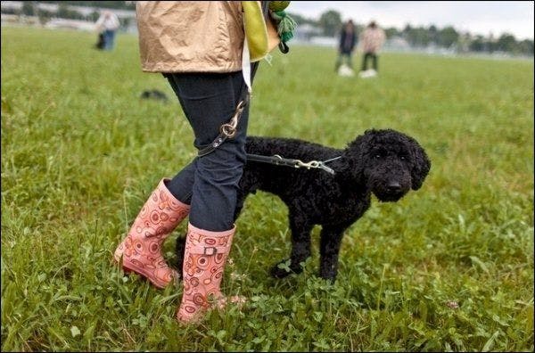 Die anonyme Besitzerin einer Hundeschule möchte für einen gefahrenbewussten Umgang mit Hunden sensibilisieren. Es gibt im Kanton Zürich sogar einen Hunde-Codex (Symbolbild).