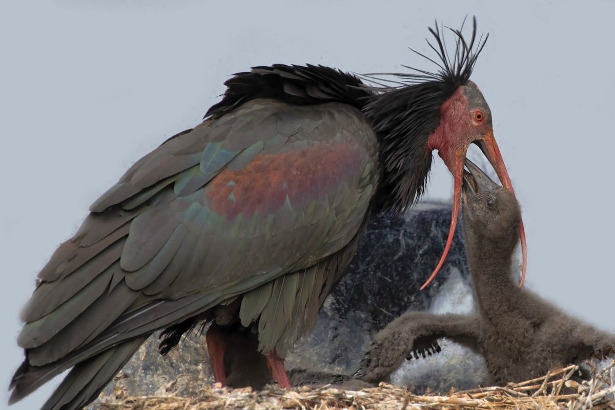 Das Waldrapp-Team musste nun eine traurige Nachricht verkünden: Der Vater-Vogel Enea ist tot.