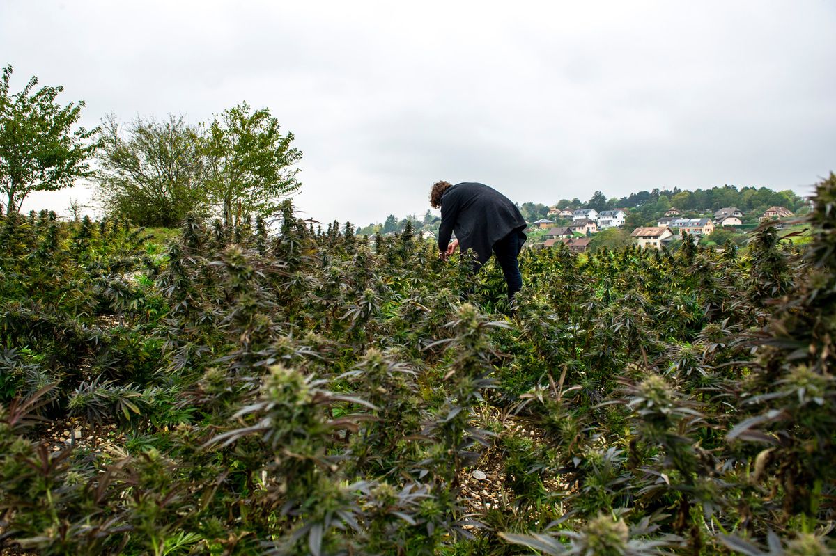 Der Anbau von Cannabis soll in Deutschland per 1. April legal werden. Der deutsche Bundesrat hat ein entsprechendes Gesetz passieren lassen.