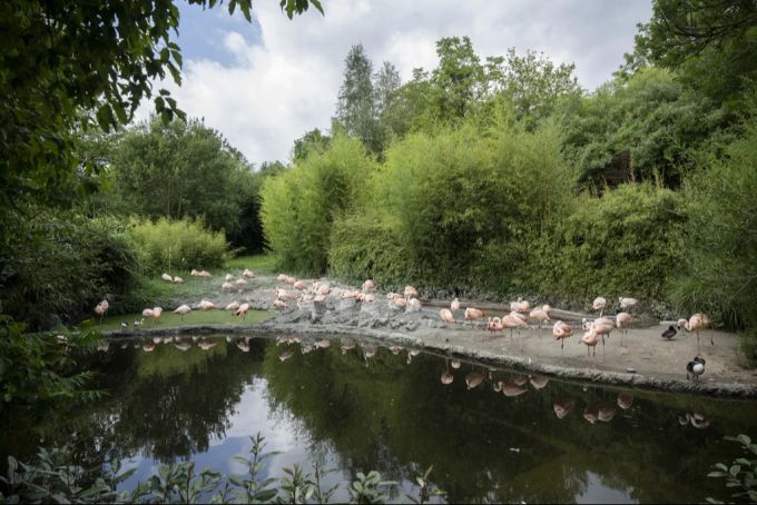 Flamingos Zoo Zürich